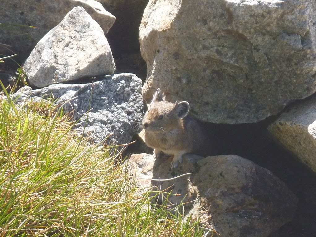 Pika near Cascade Pass